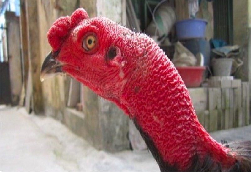 Gà chọi vần hơi giúp cổ săn chắc và dẻo dai