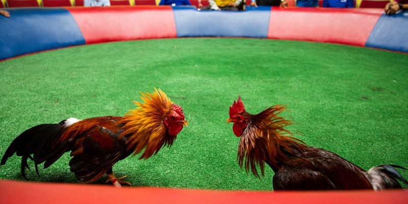 Các thuật ngữ trong đá gà phổ biến