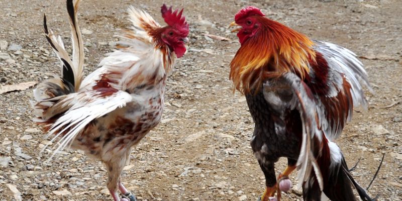 Cách nuôi gà đá cựa sắt – chọn gà giống khung xương lớn