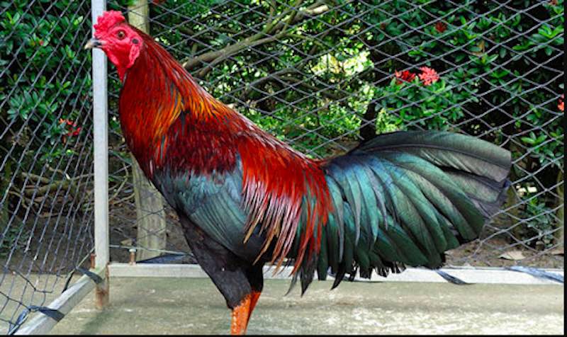 Cách chăm gà khi đã bị hốc