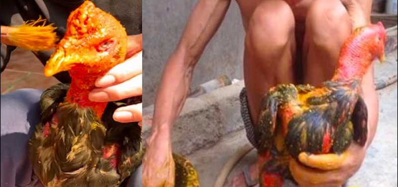 Gà đòn sau khi vào nghệ, da săn chắc và lên màu đẹp - Vào nghệ cho gà đòn