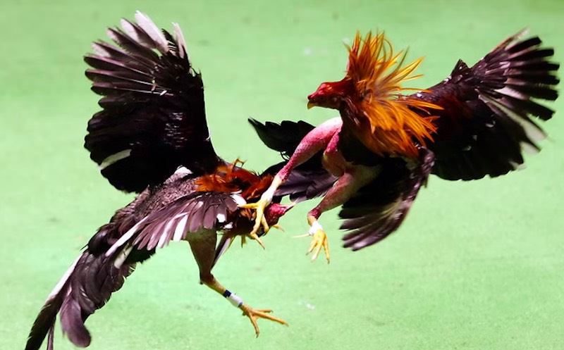 Gà chọi tướng tốt thể hiện ở dáng đứng vững, cổ cao và ánh mắt sắc bén