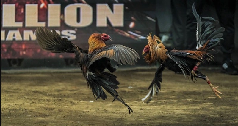 Gà đòn Miền Bắc với thân hình cao lớn và dáng đứng oai vệ trong sới đấu truyền thống