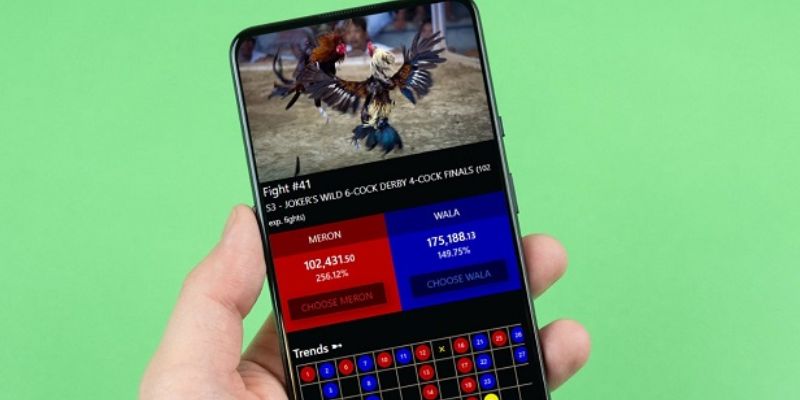 Live đá gà Thomo hiện đại